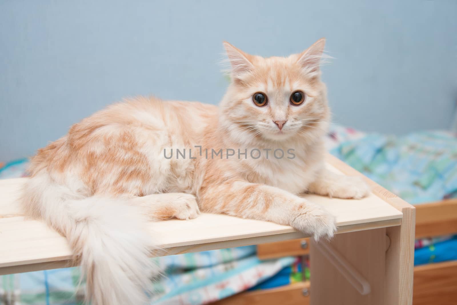 White-red cat with brown eyes lies on a shelf and looking at the frame