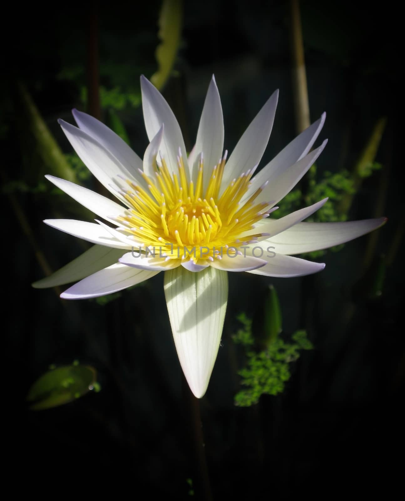 Waterlily closeup, in centered layout, fading into black.