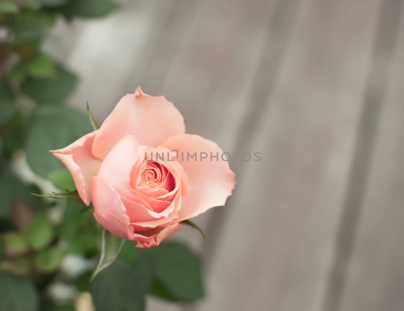 Pink rose closeup with copy space.