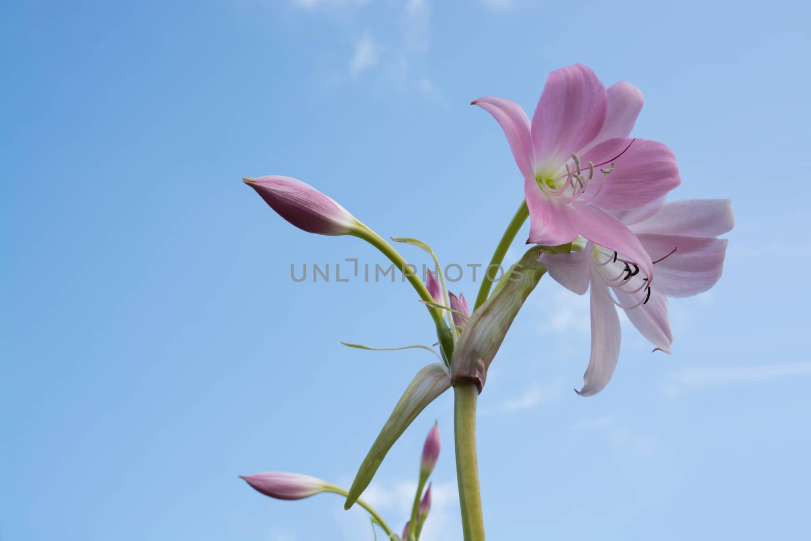 Pink lily flower closeup blossoming in September, Sweden.