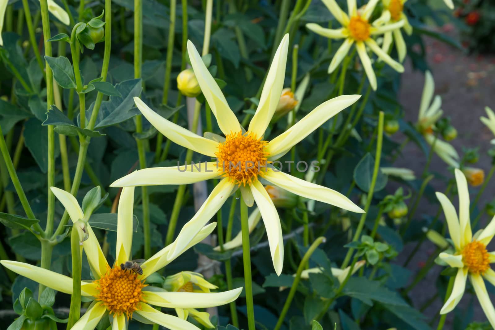 Yellow Dahlia flowers by ArtesiaWells