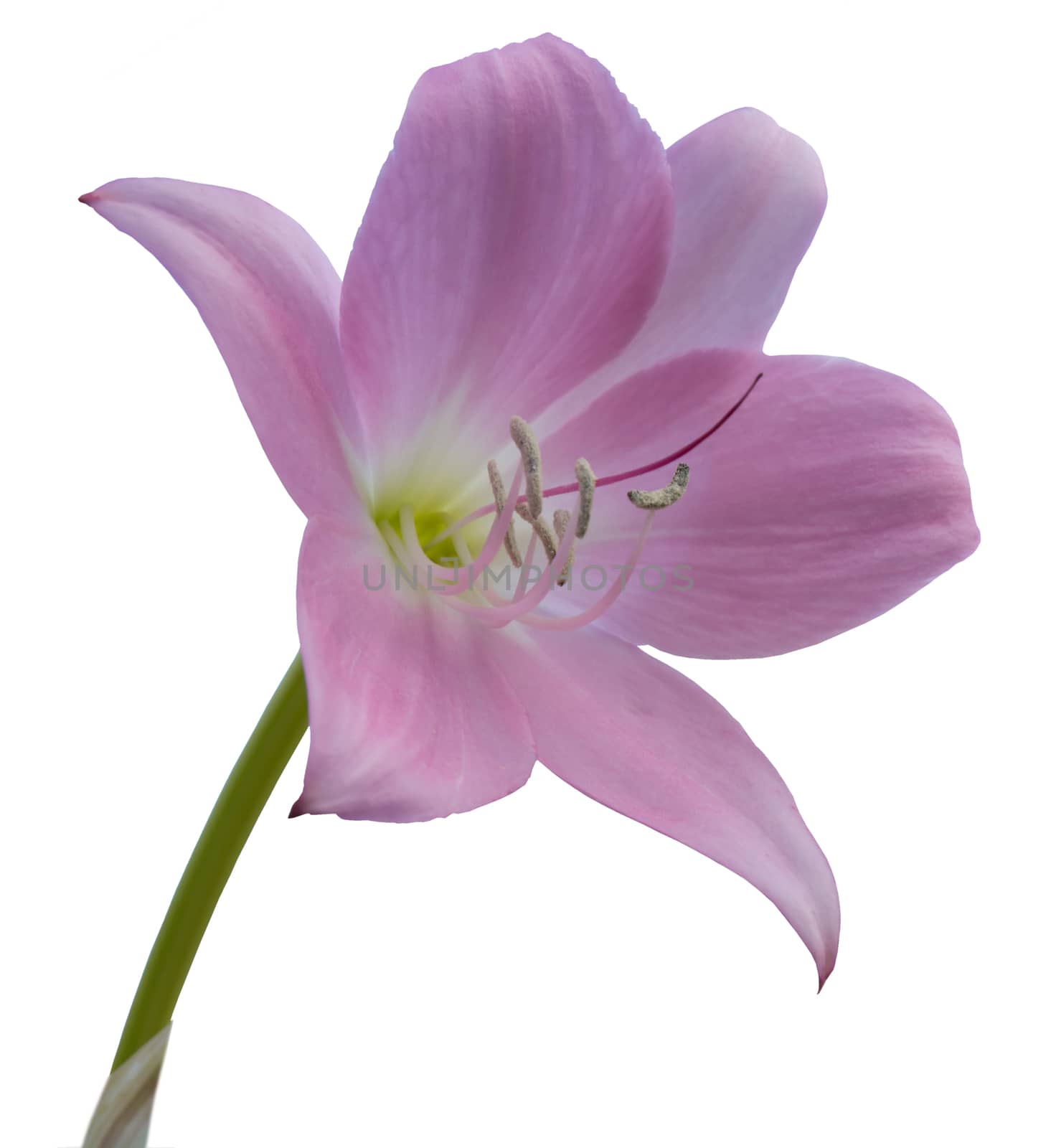 Pink lily flower closeup blossoming in September, Sweden.