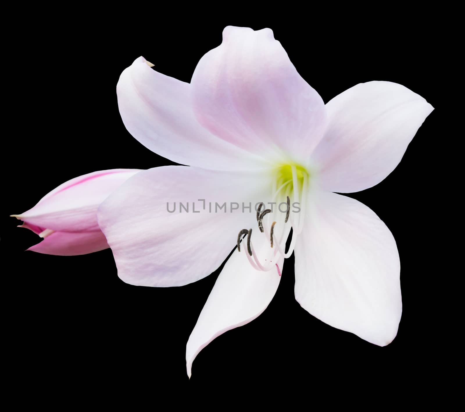 Pink lily flower closeup blossoming in September, Sweden.