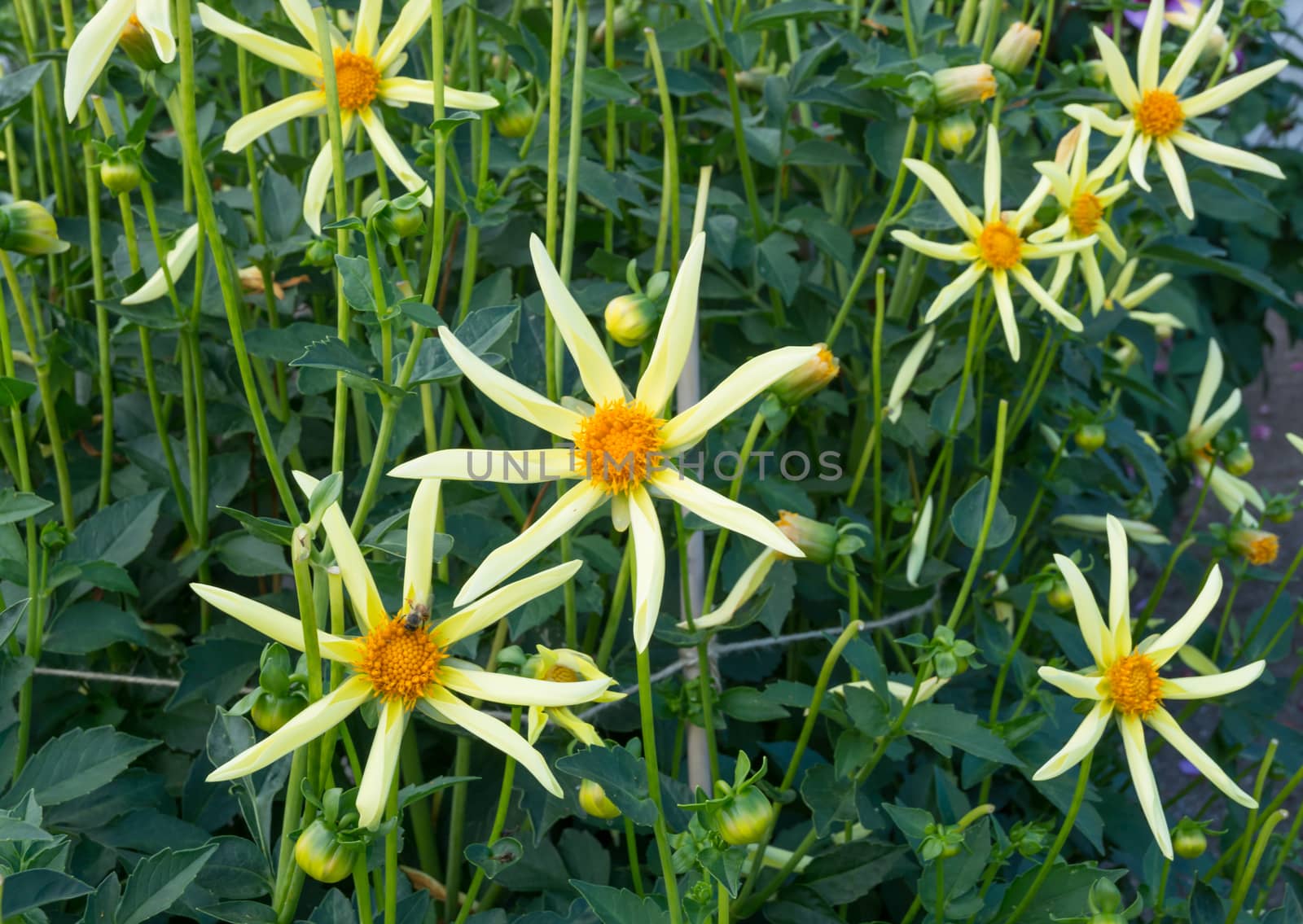 Yellow Dahlia flowers by ArtesiaWells