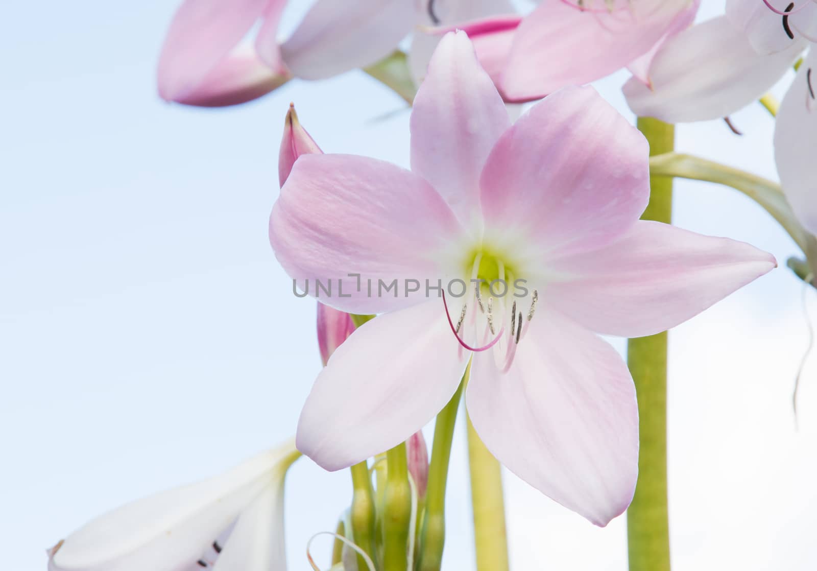 Pink lily flower closeup blossoming in September, Sweden.