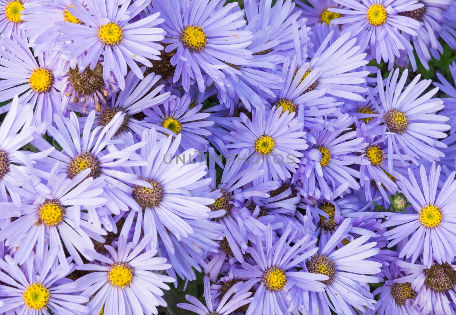 Purple asters full frame in September, Stockholm, Sweden.