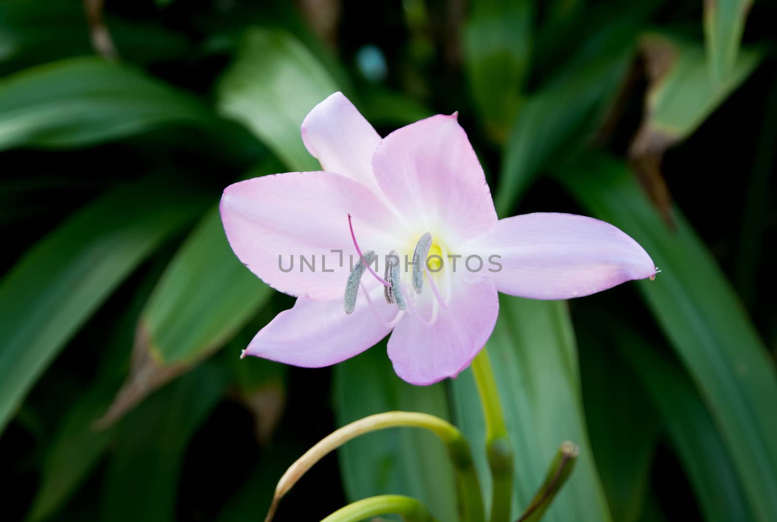 Pink lily flower closeup blossoming in September, Sweden.