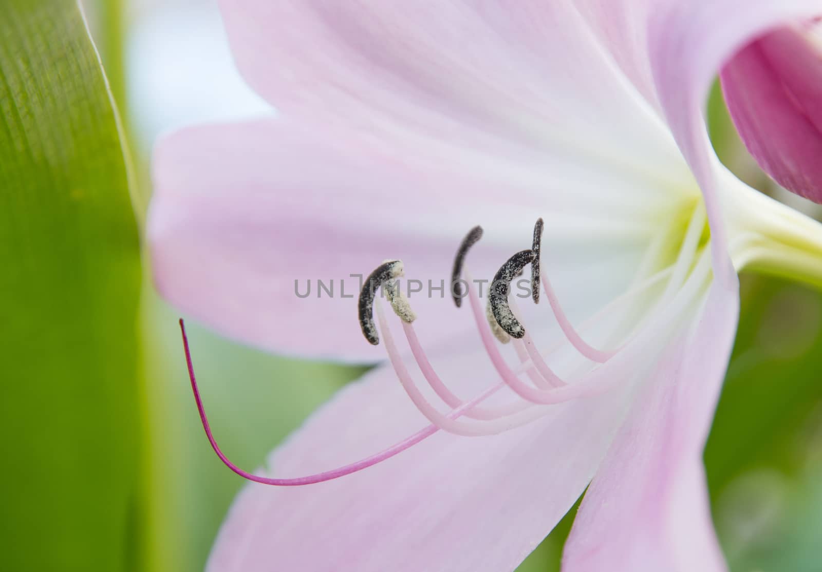 Pink lily flower closeup blossoming in September, Sweden.