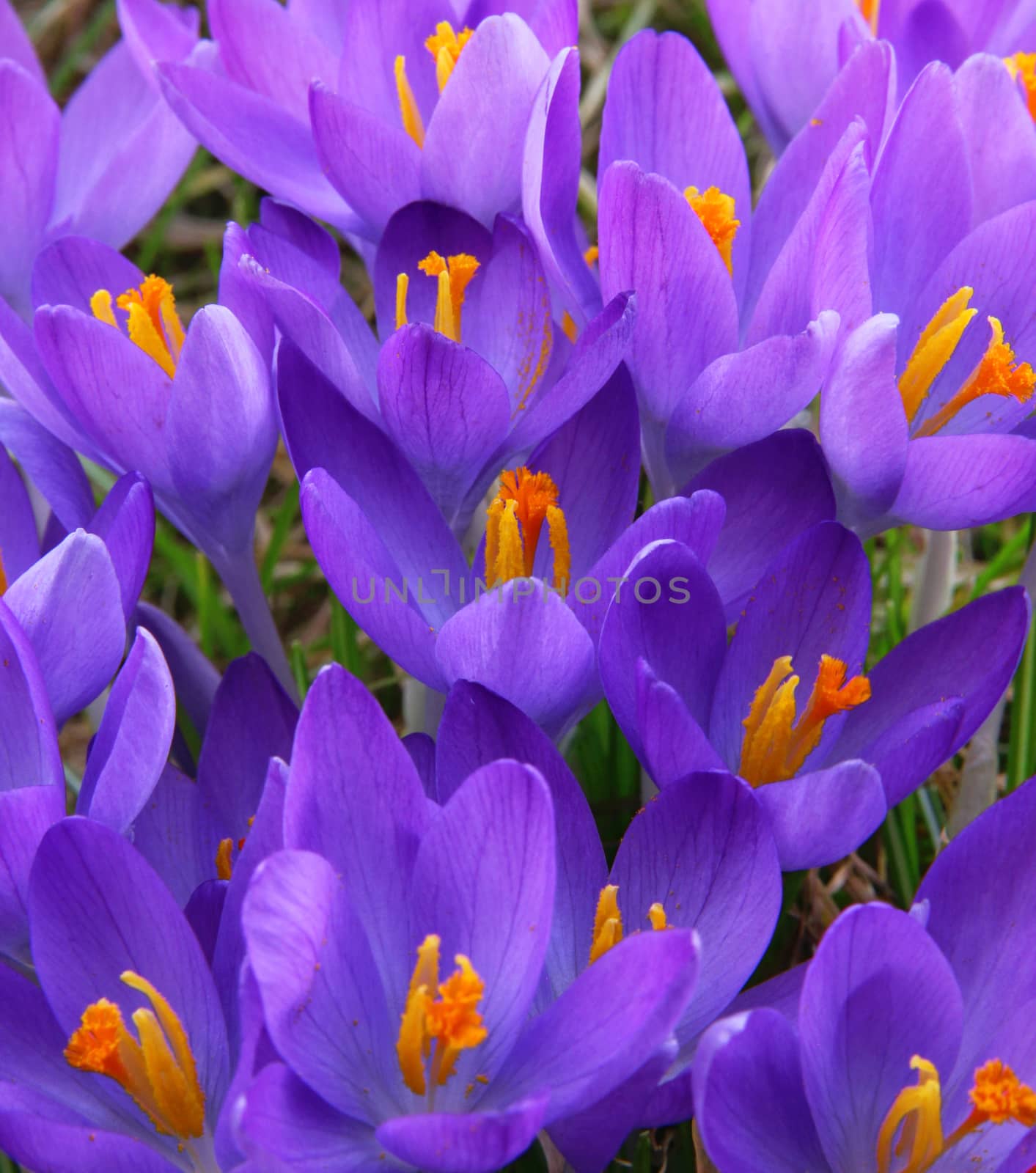 Violet crocus is one of the first spring flowers as spring backg by oxanatravel