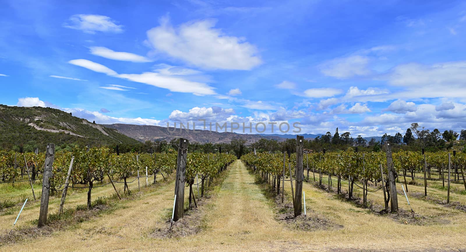 Beautiful rows of grapes in a sunny day 
