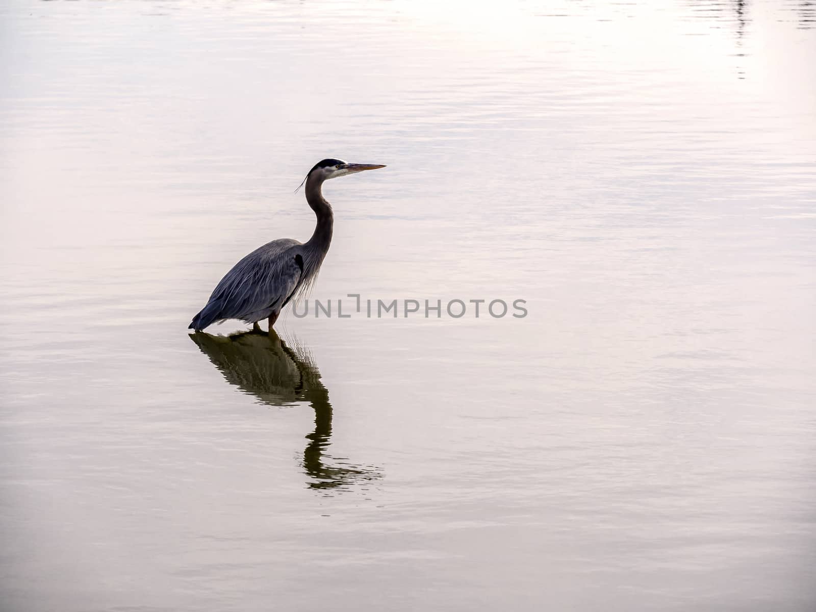 Crane in Water - Waiting for Prey (Morning Light) by leieng