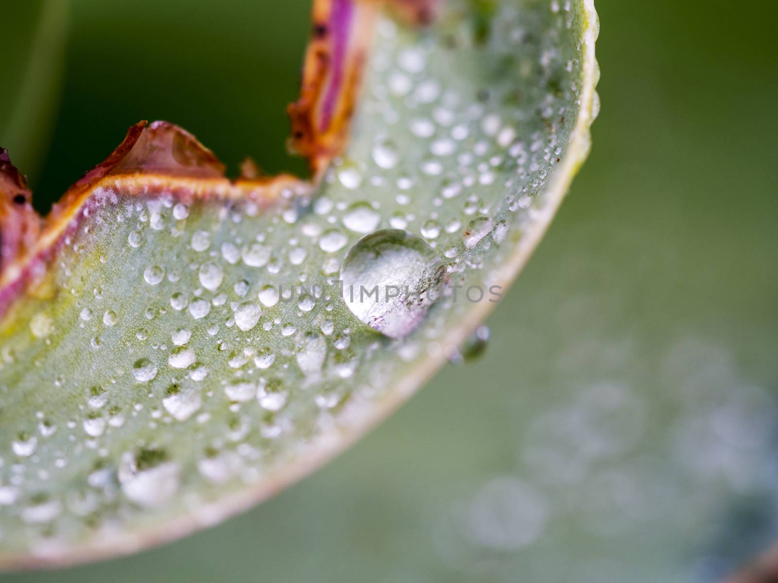 Petal with Water Droplet by leieng