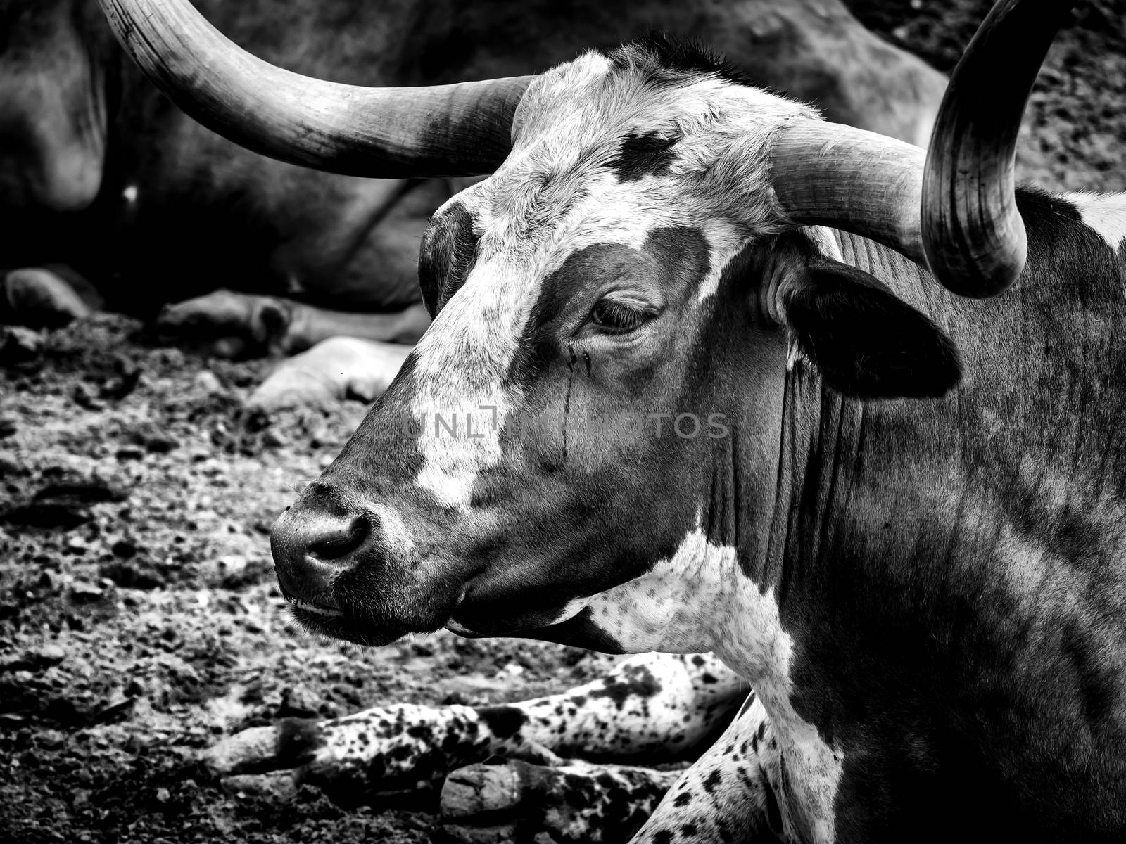 Long Horn in Black & White, Open Pasture