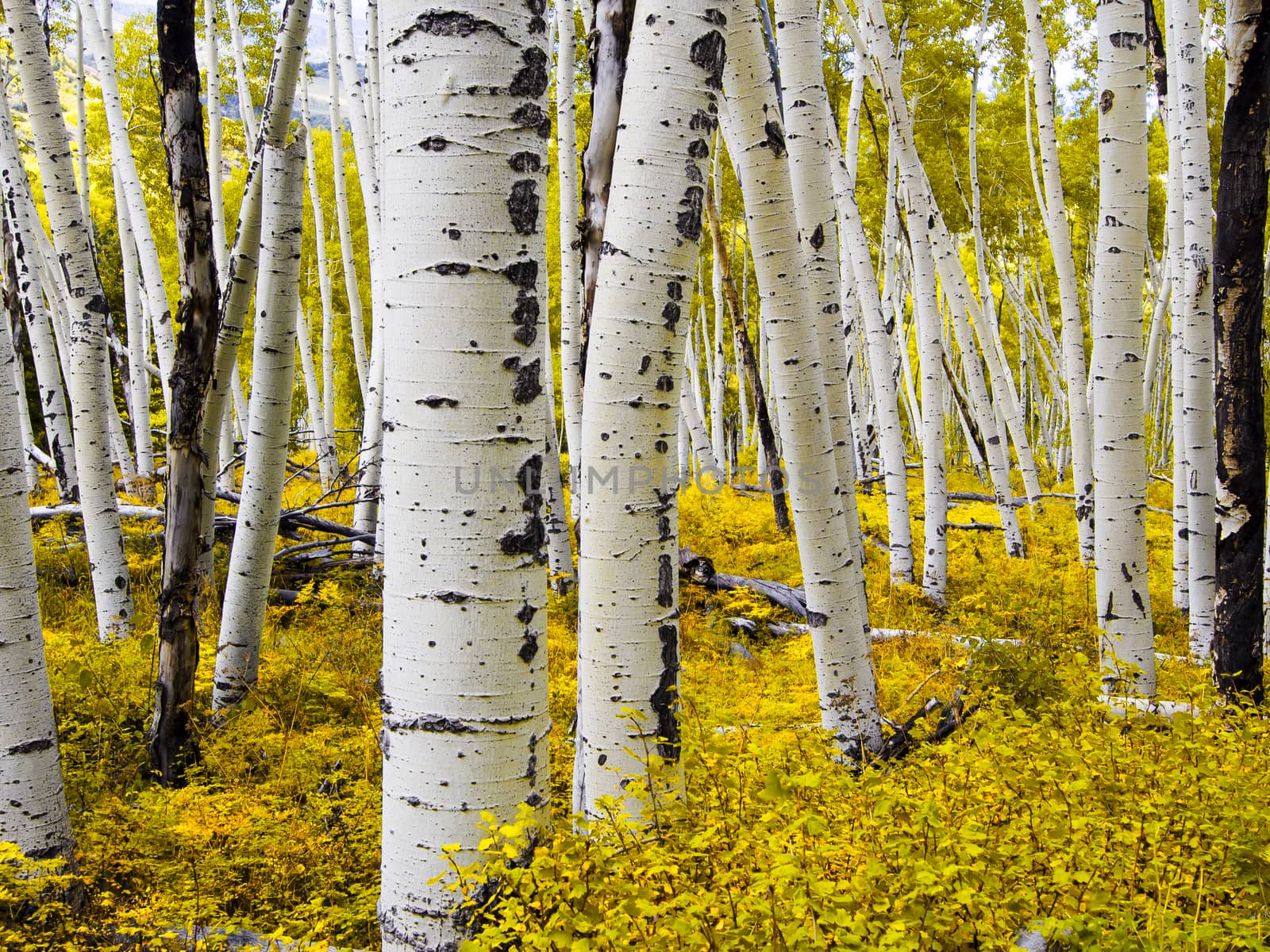 Aspen Forest - Colorado by leieng