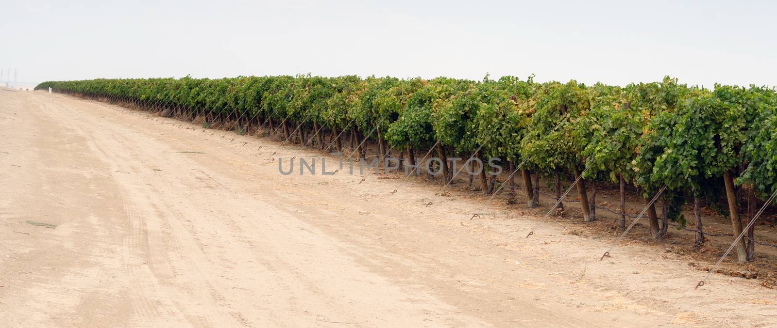 Look at the care put into these grape fields