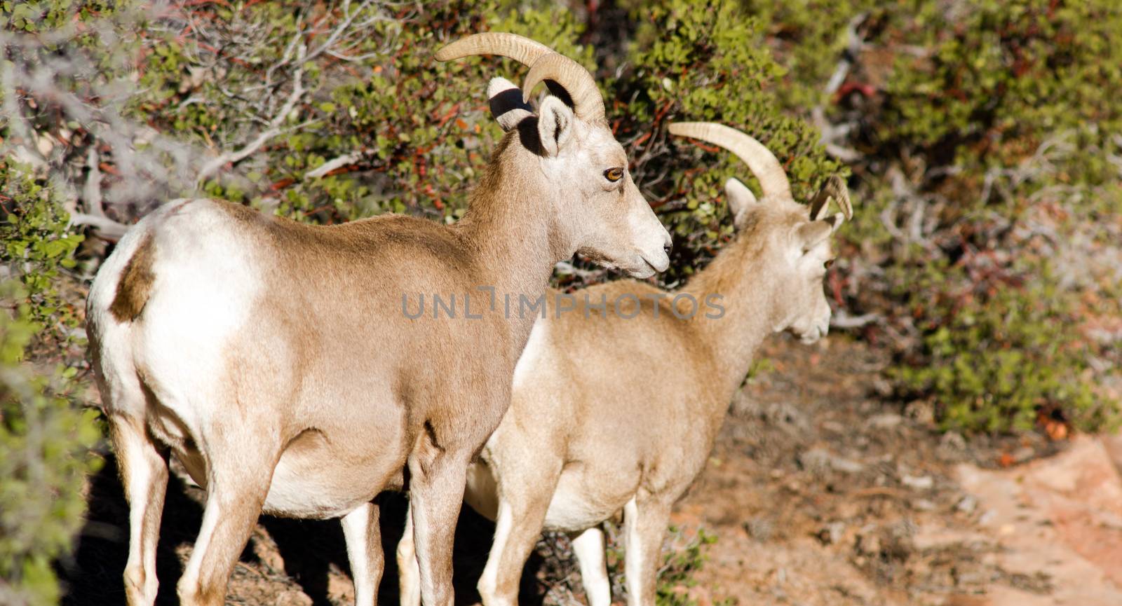 A mountain goat pair forages for food around the mountainside