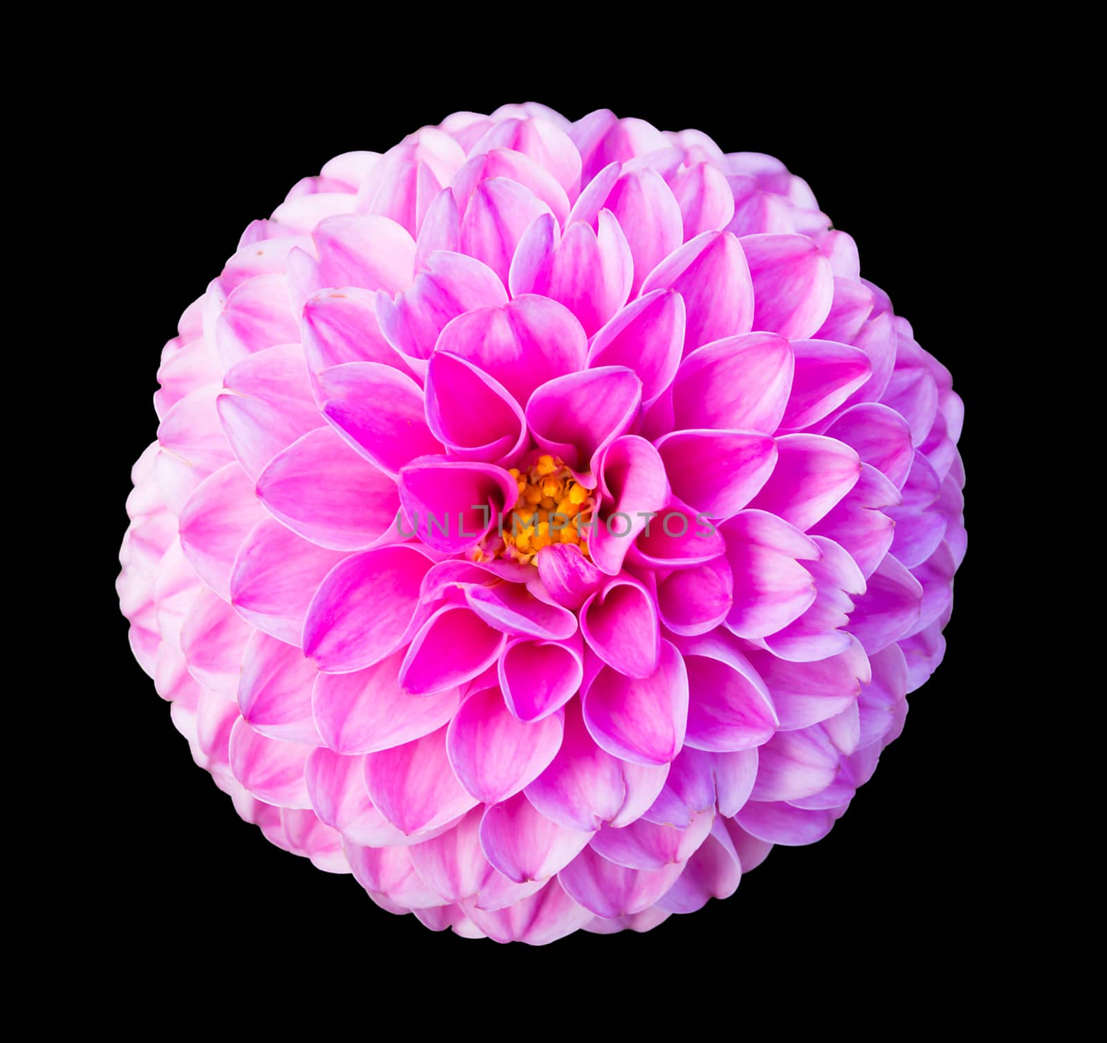 Pink dahlia isolated on black