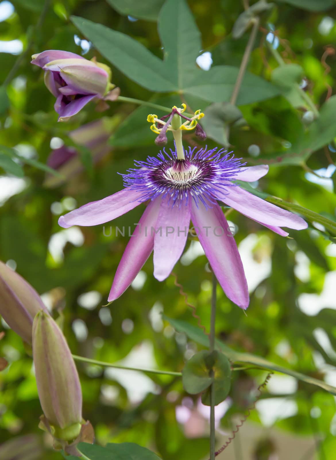 Passion flower Passiflora in foliage with buds.