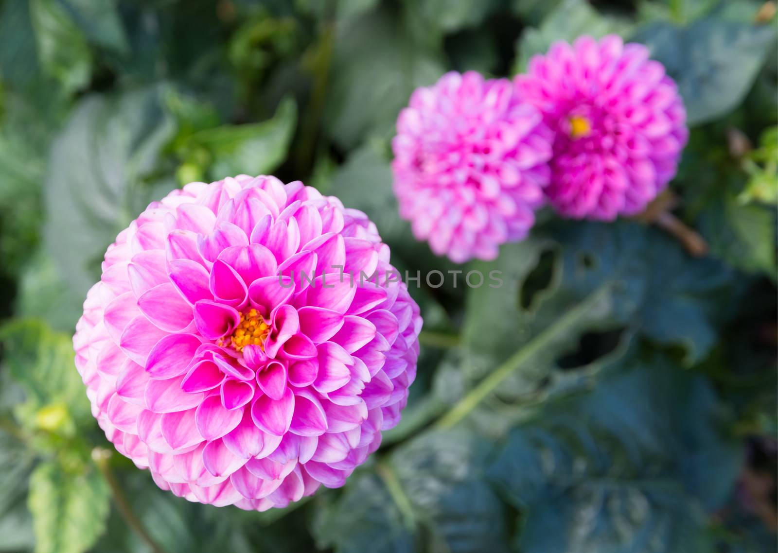 Pink dahlia in autumn garden. Stockholm, Sweden.