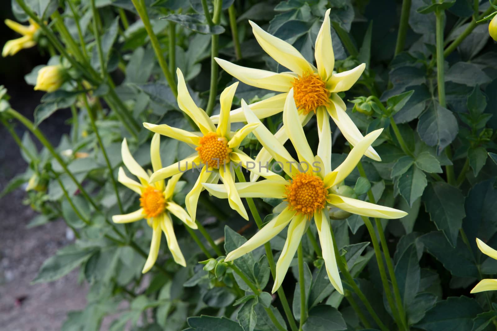 Yellow Dahlia flowers in September garden.