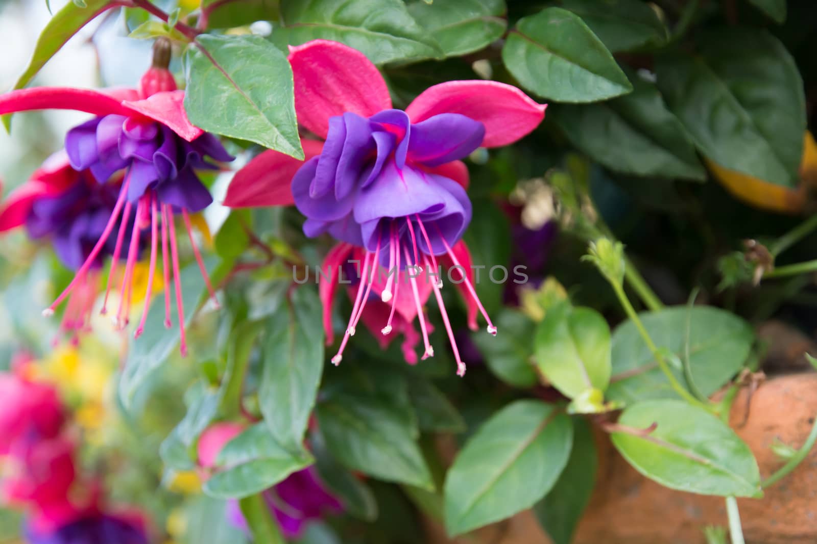 Fuchsia closeup in a garden, September, Stockholm, Sweden.