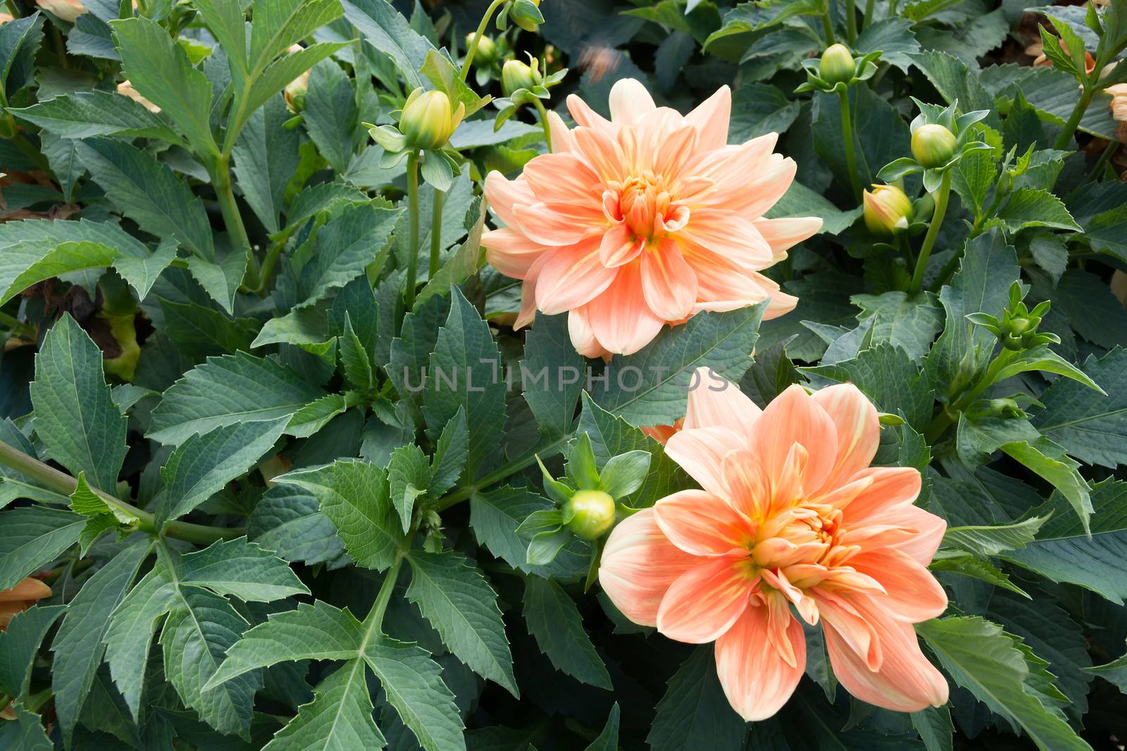 Dahlias. Two dahlias and foliage in autumn garden in September.