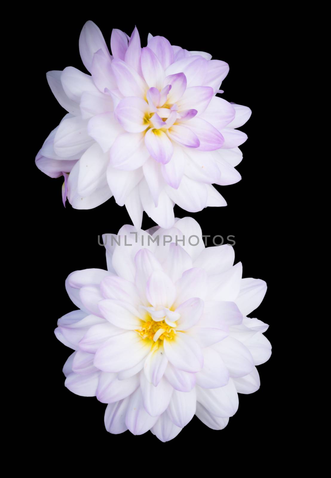 White dahlias by ArtesiaWells