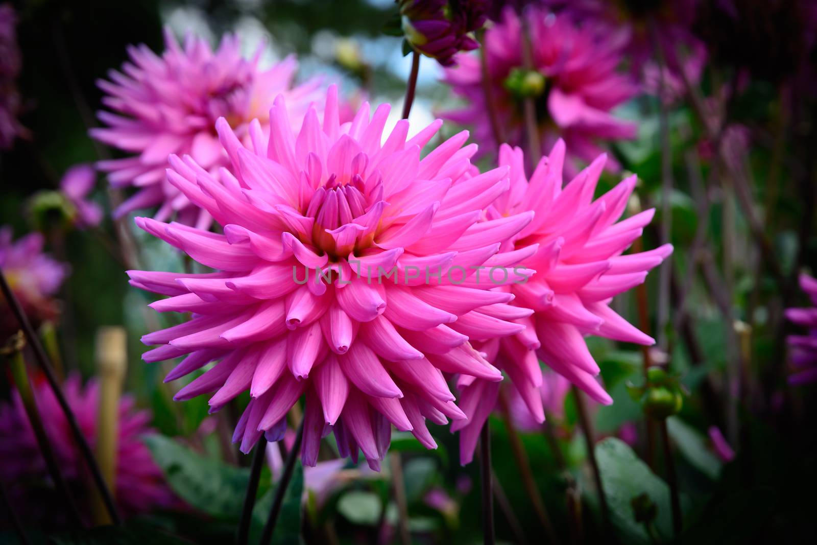 Pink dahlias and foliage in an autumn garden. Sweden in September.