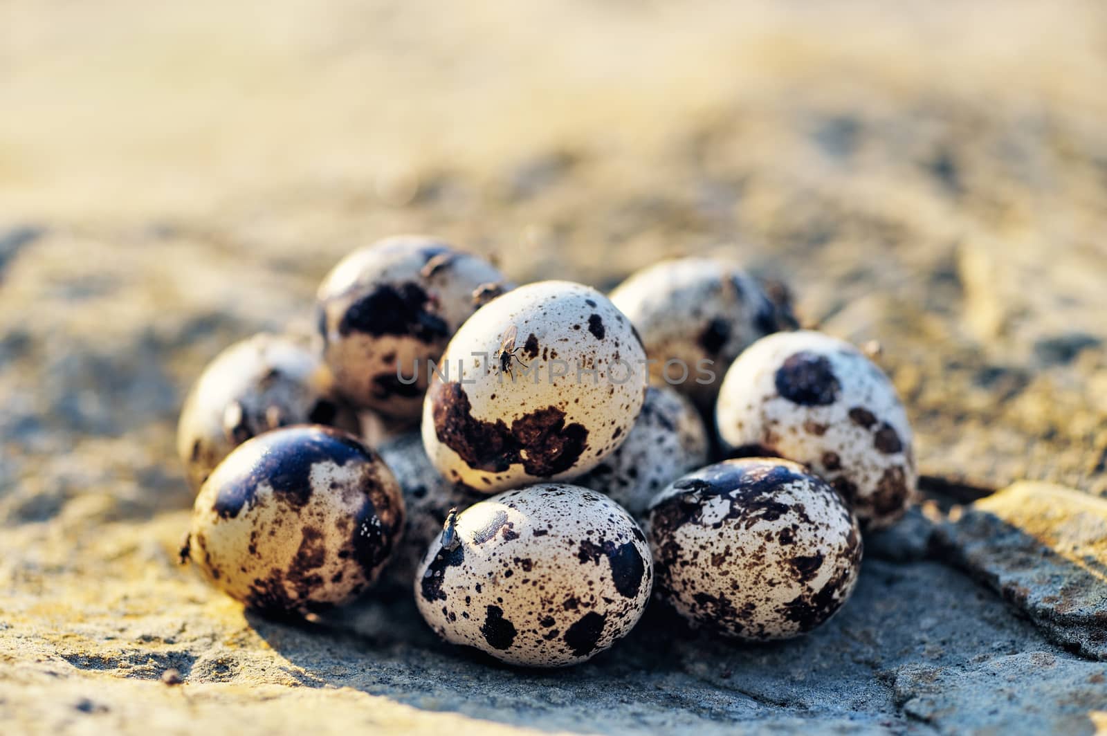 Group of quail eggs on the stone surface