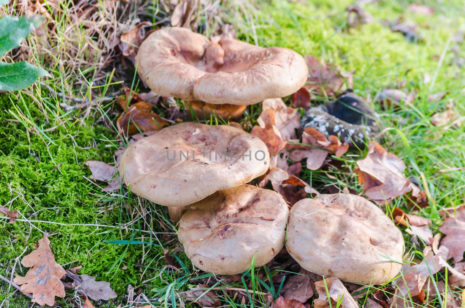 Mushroom group on a green meadow.