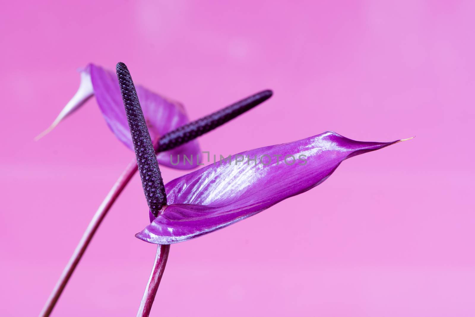 Beautiful purple flower, anthurium, isolated on purple background