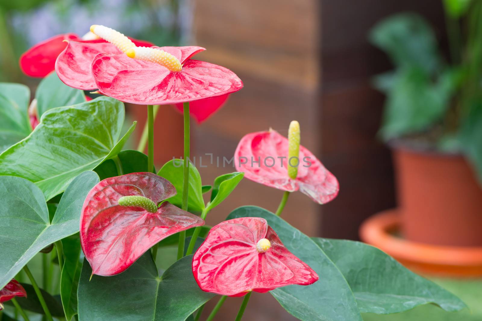 Beautiful red flower, anthurium with nature background