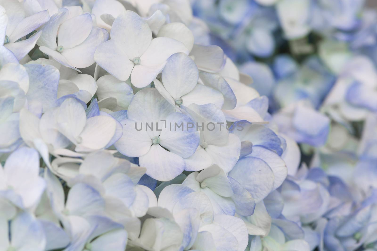 Beautiful blue flower, hydrangea nature abstract background, soft focus