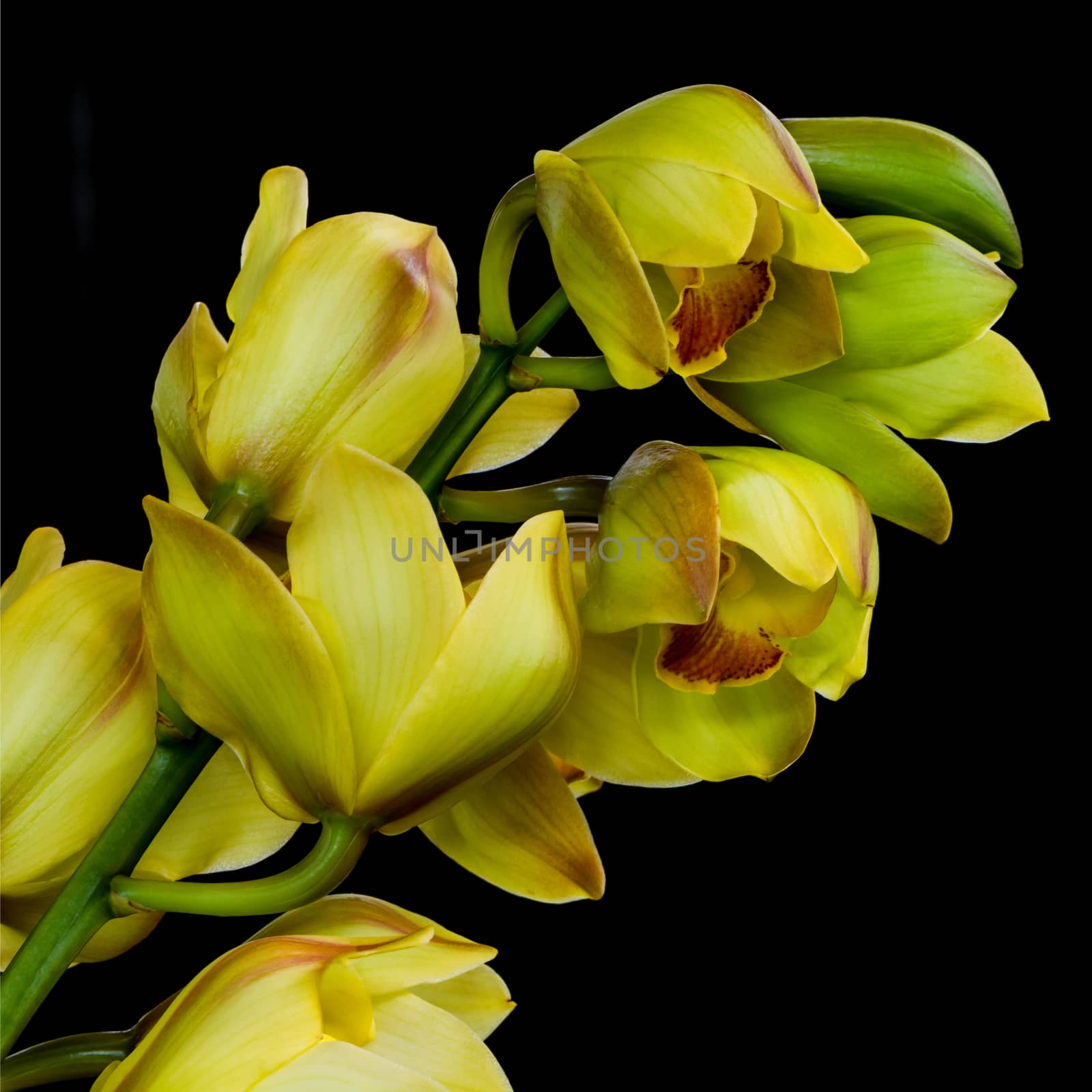 cymbidium by panuruangjan