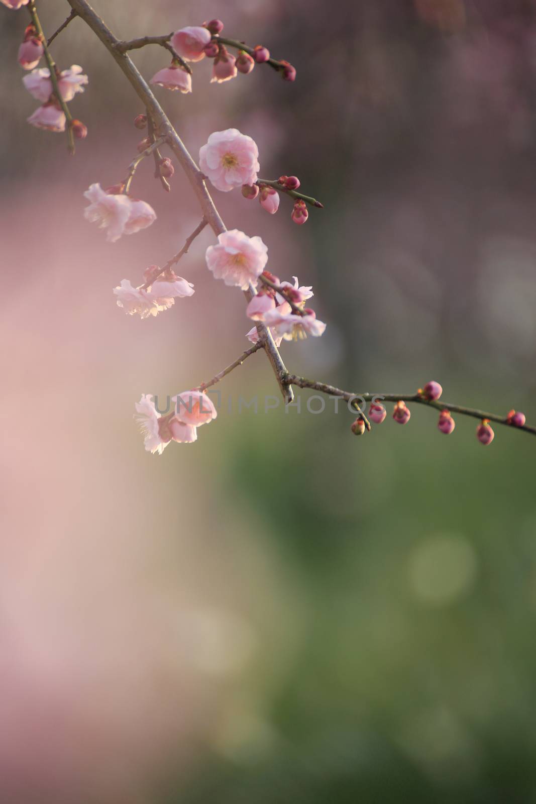 Beautiful plum flowers bloom in spring