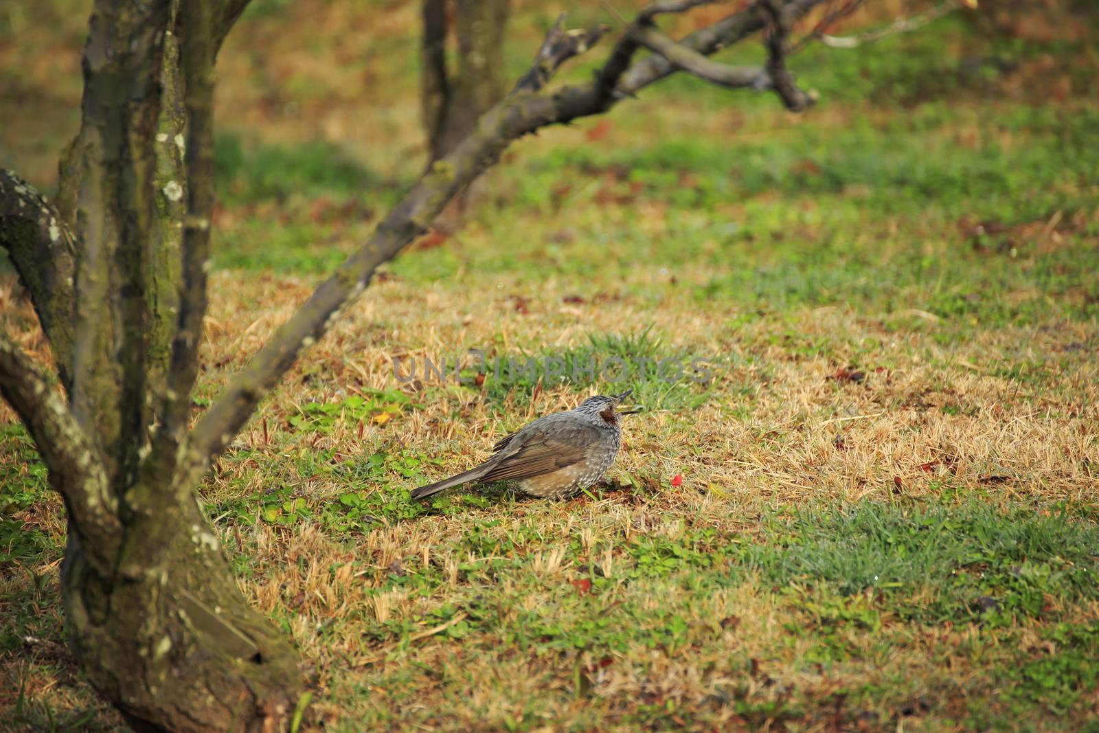 A Japanese cute Bulbul in spring