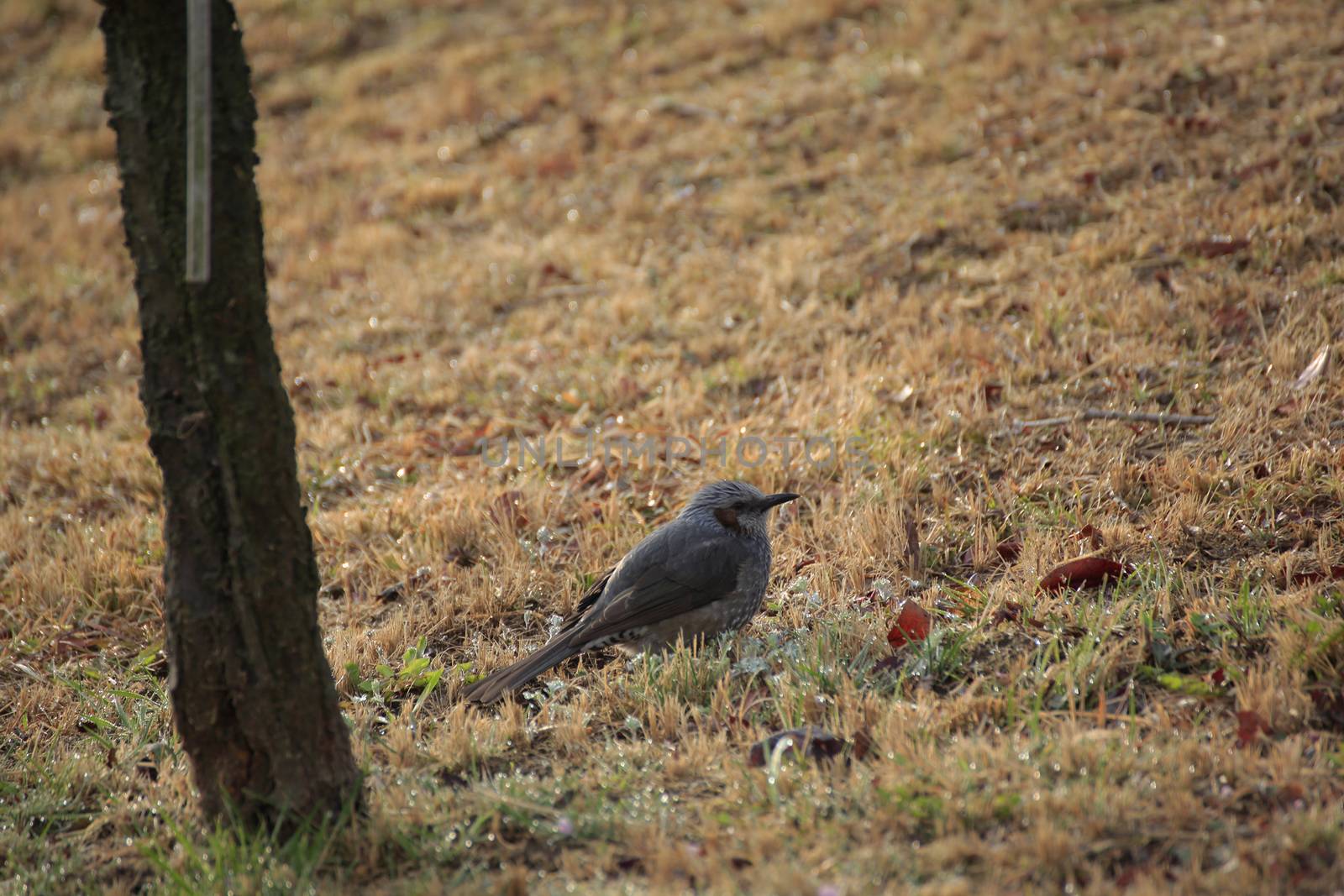 A Japanese cute Bulbul in spring