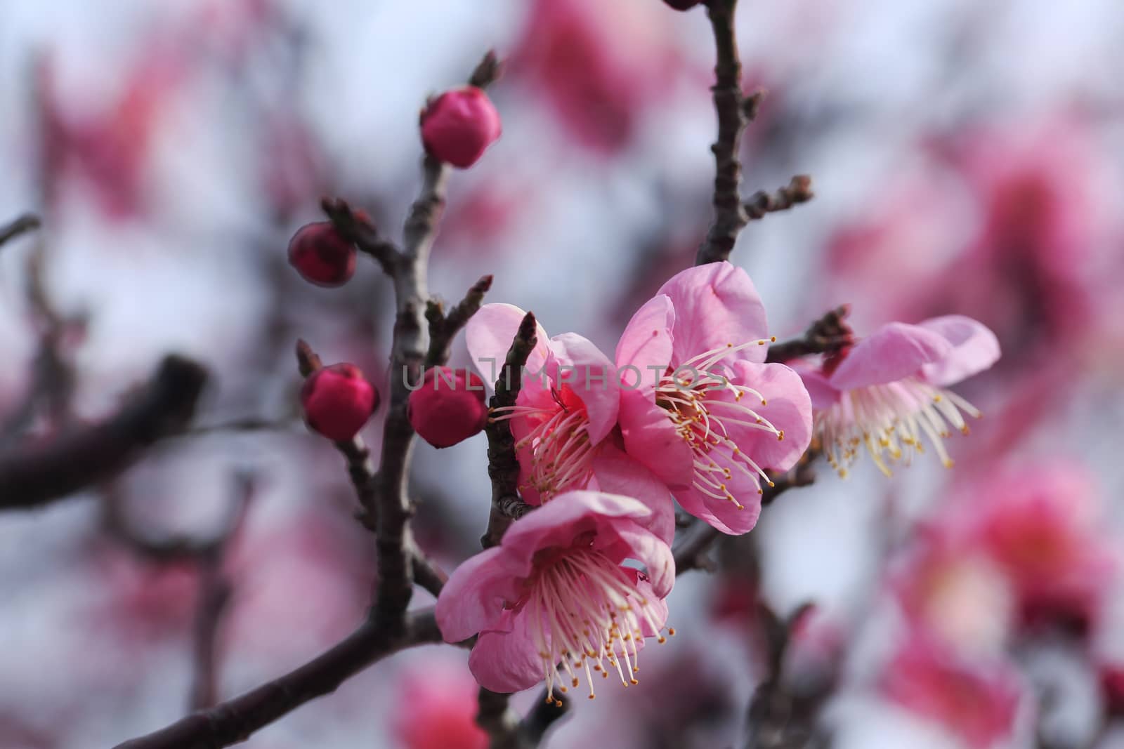 Beautiful plum flowers bloom in spring of Japan