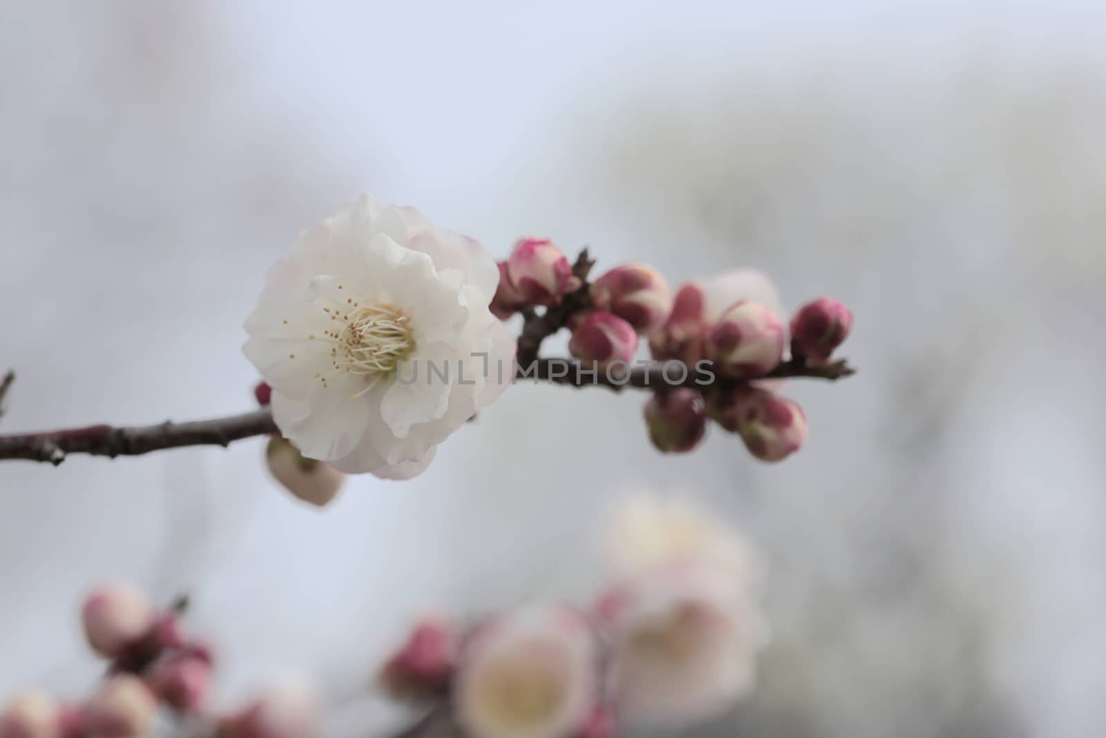 Beautiful plum flowers bloom in spring of Japan