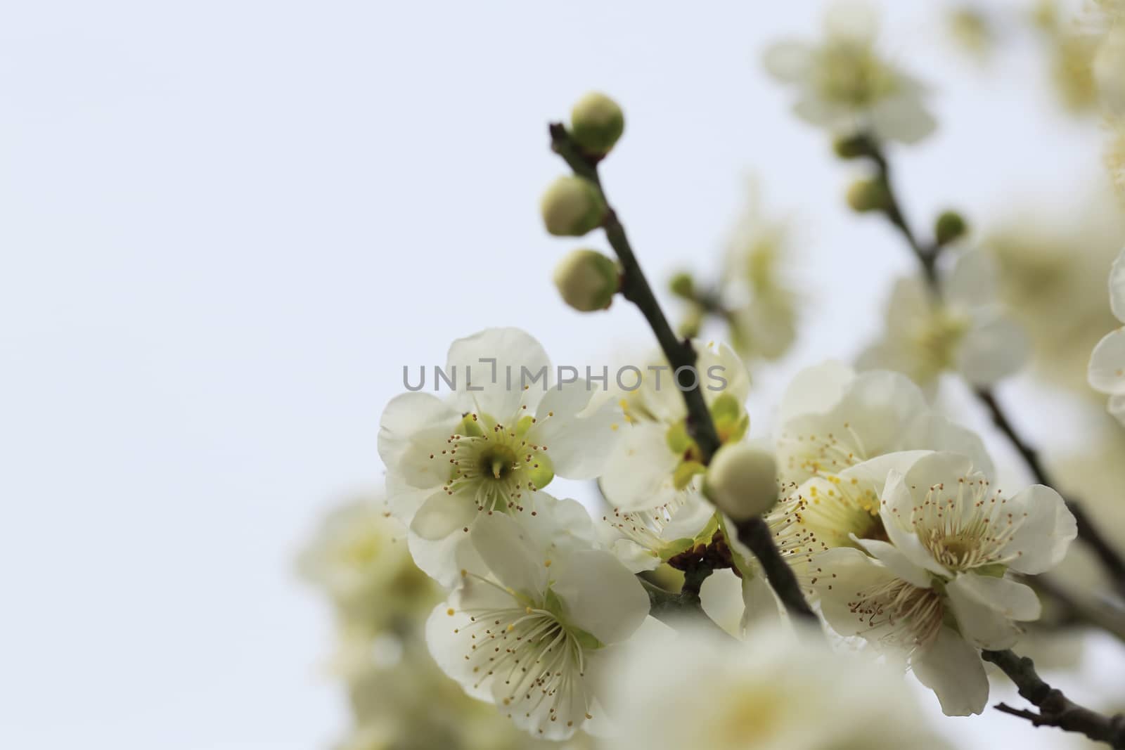 Beautiful plum flowers bloom in spring of Japan