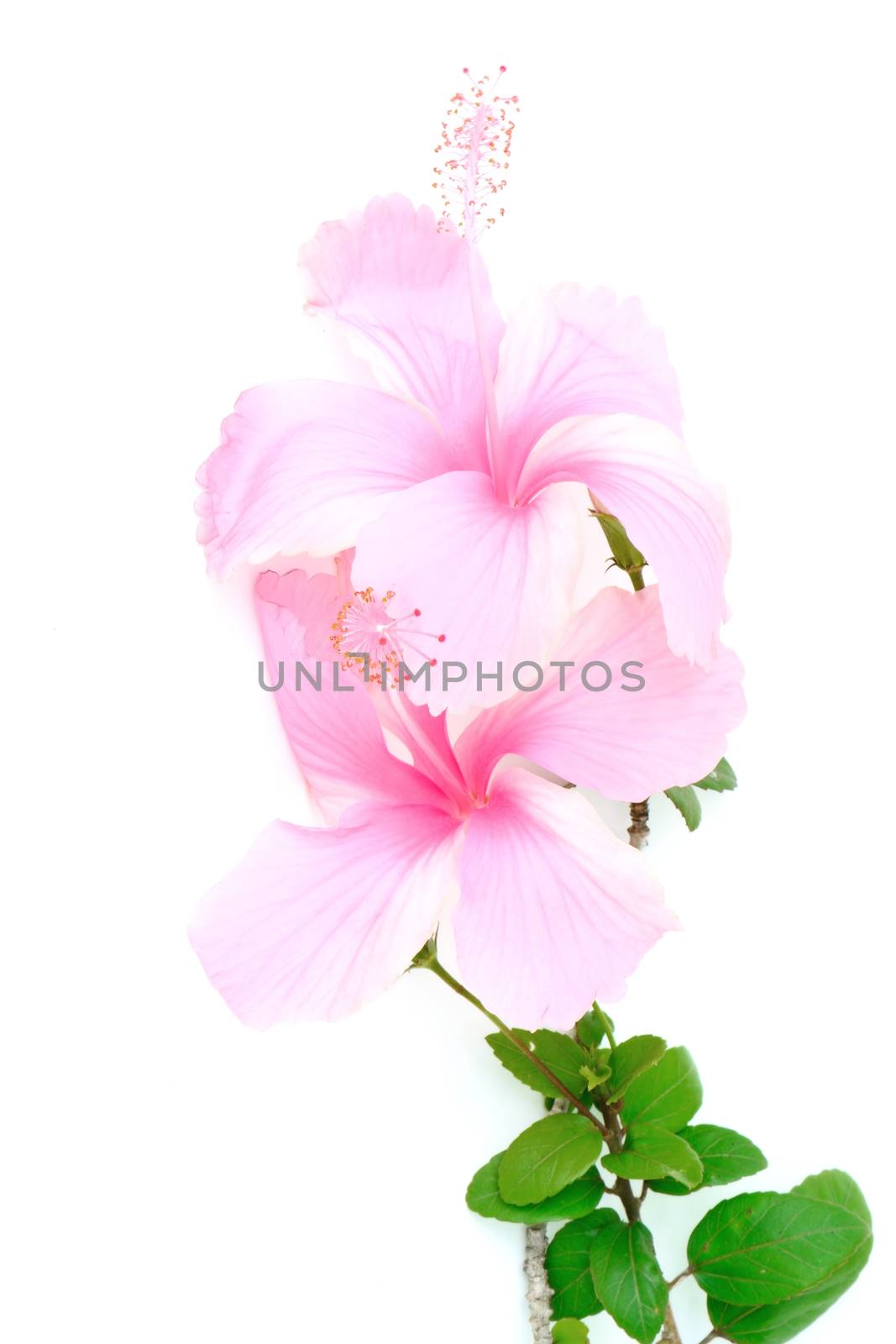 Colorful pink flower, Hibiscus isolated on white background