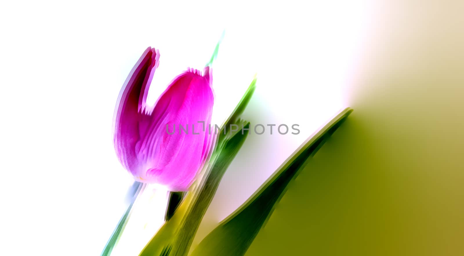 art impression of a  pink tulip flower with green leave
