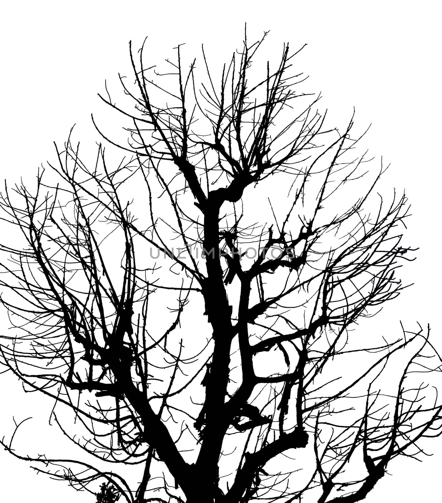 The Silhouette Dead Tree on Isolated White Background.