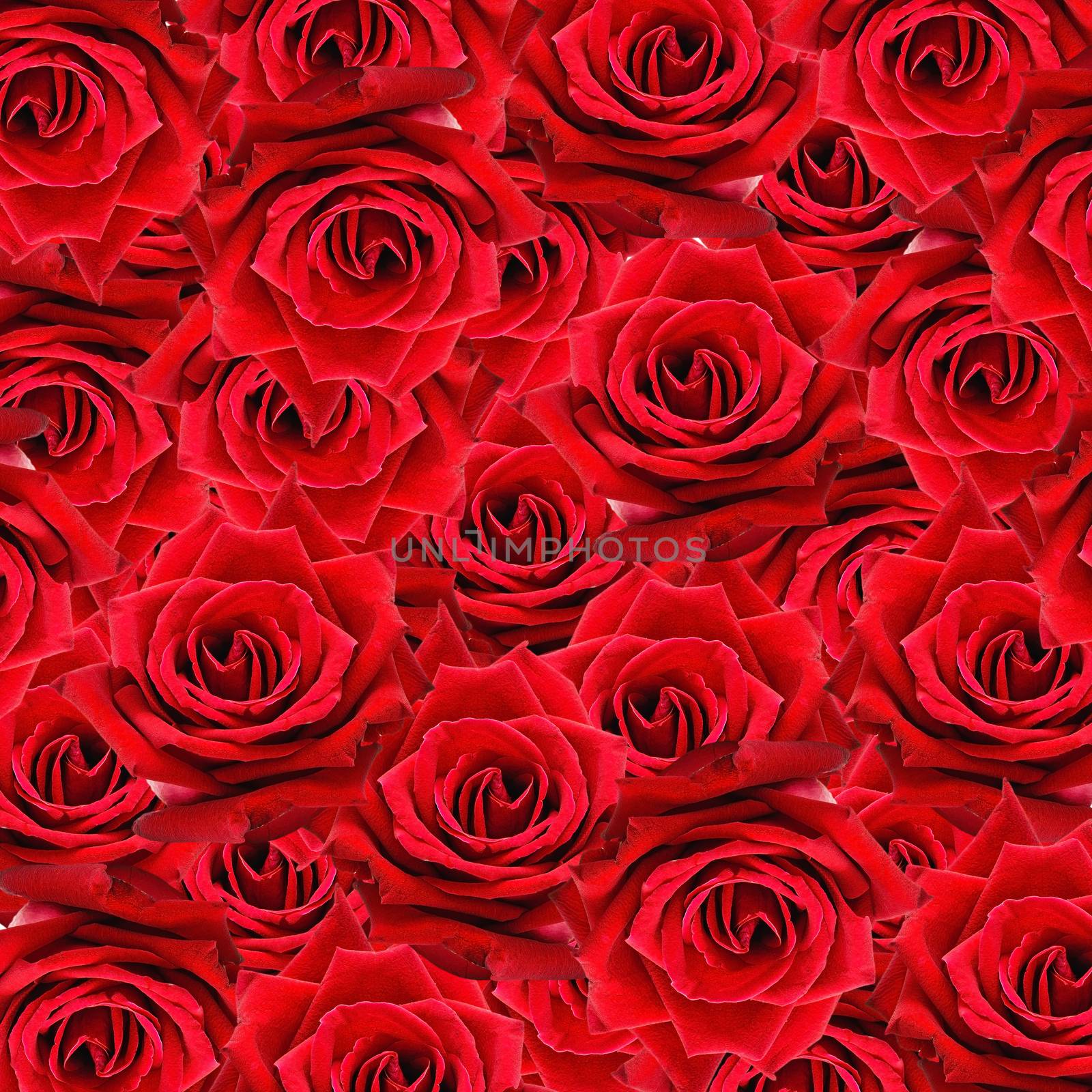 Beautiful red rose pattern, nature flower abstract background