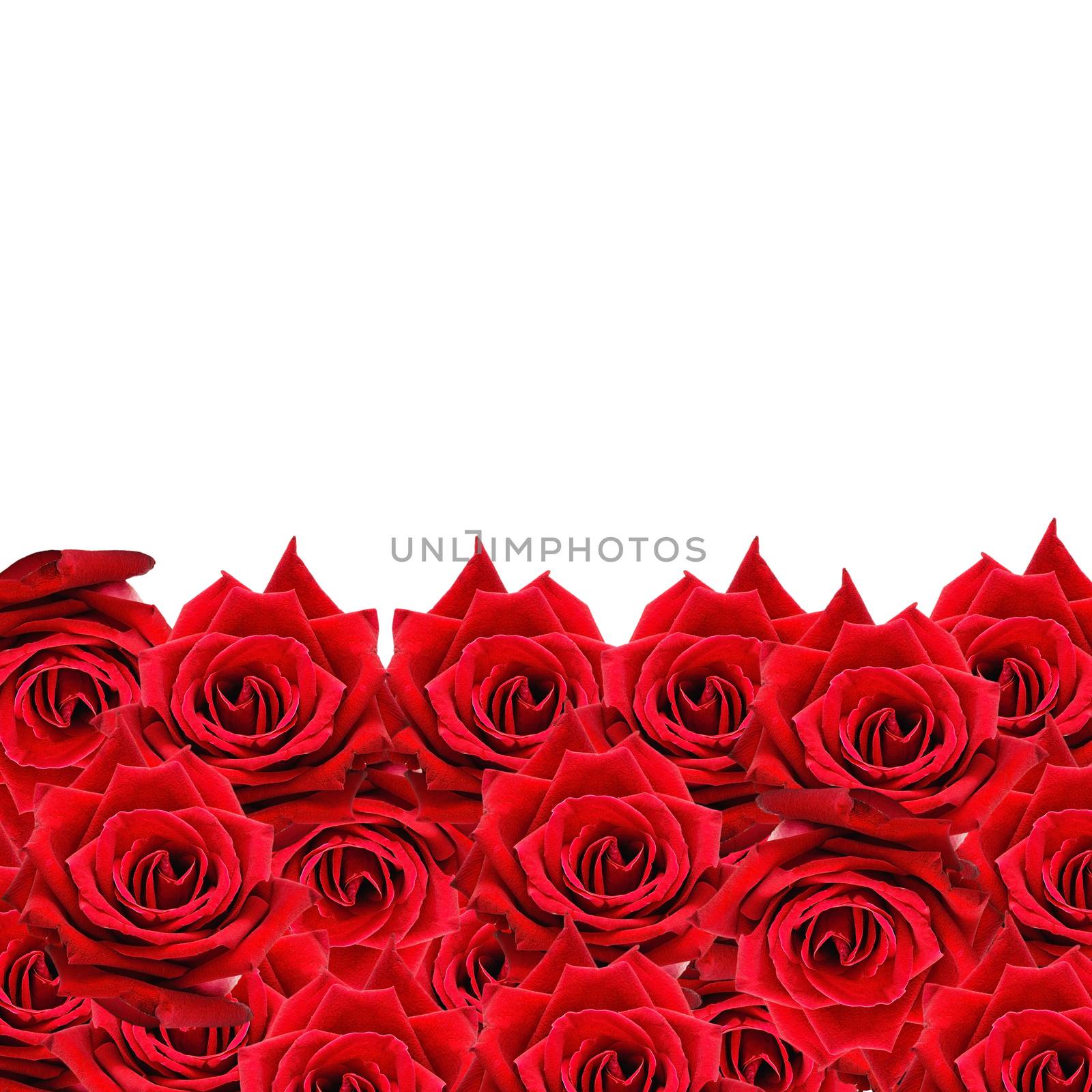 Beautiful red pattern, nature flower abstract background
