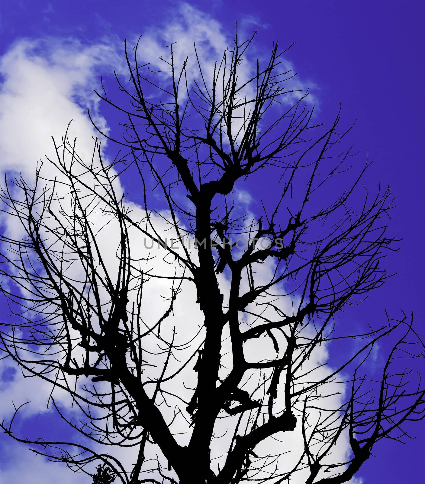 The Silhouette Dead Tree and Cloudy Blue Sky Background.