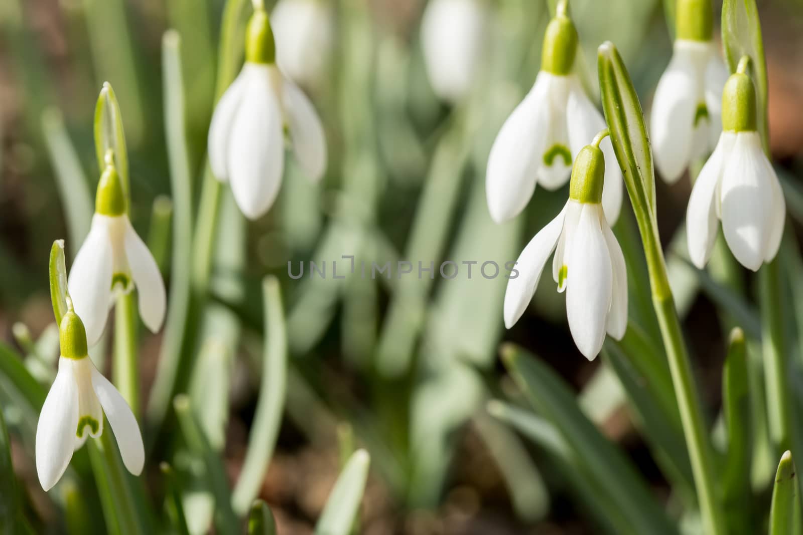 first flower Galanthus Snowdrop bloom in spring garden