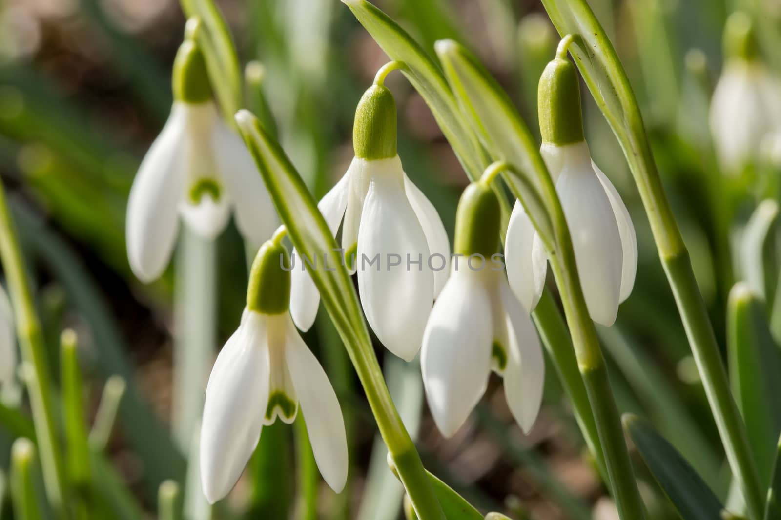 first flower Galanthus Snowdrop bloom in spring garden 