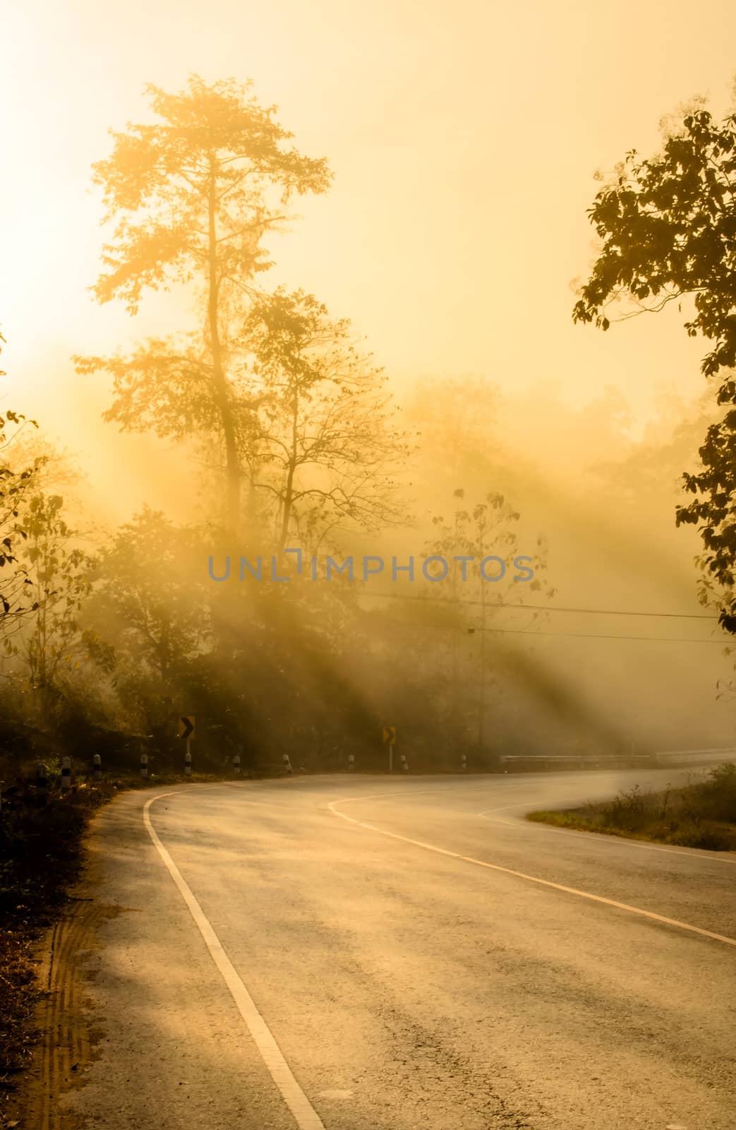 Silhouette Tree and Road with Sunbeam by kobfujar