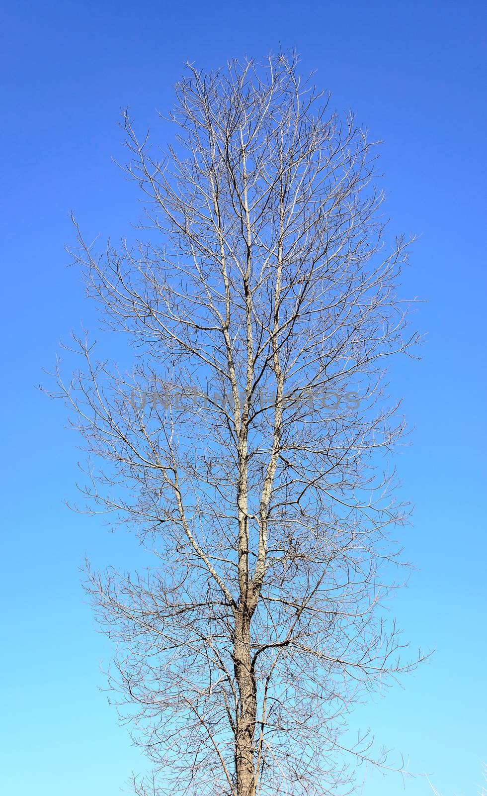 The Naked Tree on Blue Sky.